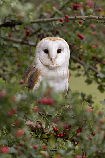 Barn Owl