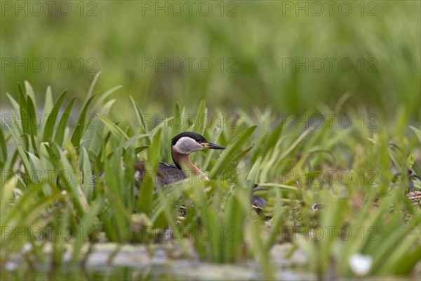 Red-Necked Grebe