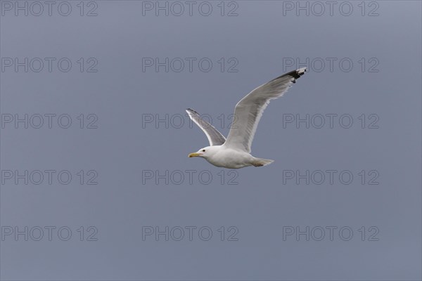 Caspian Gull