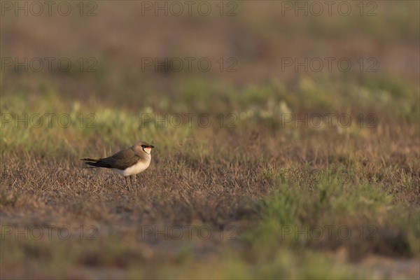 Collared Pratincole