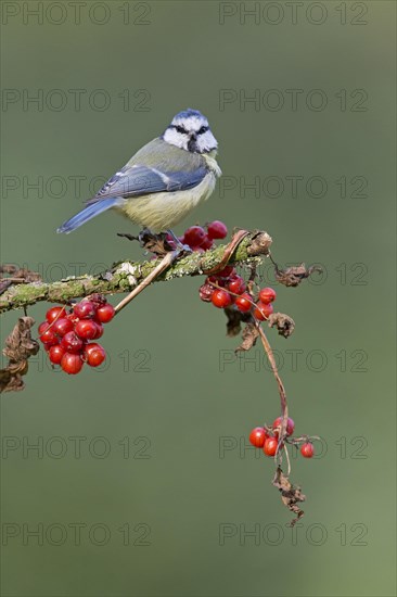 Blue Tit