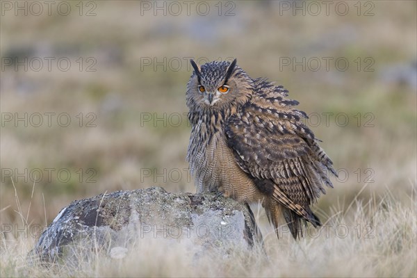 Eurasian Eagle Owl