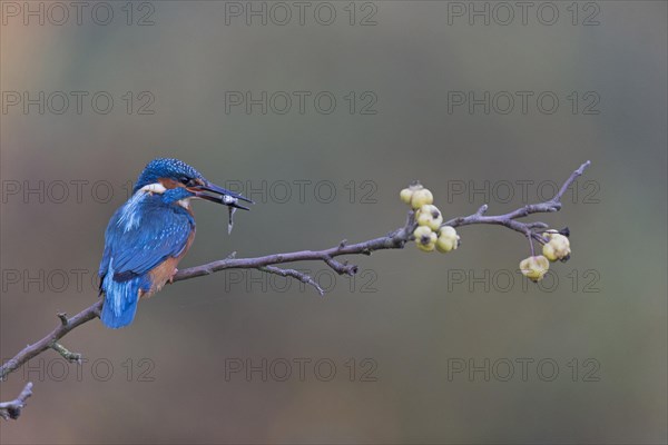 Common Kingfisher