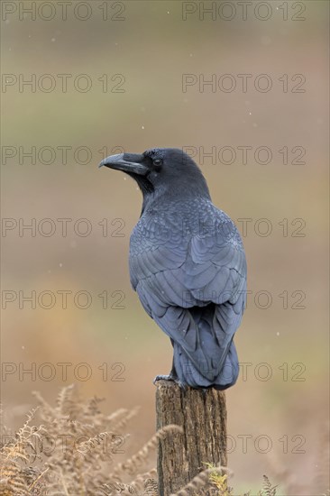 Common Raven