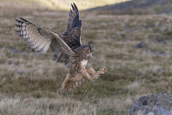 Eurasian Eagle Owl