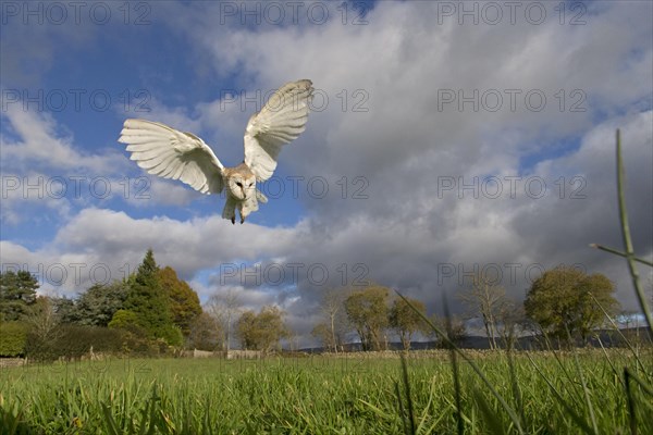 Barn Owl