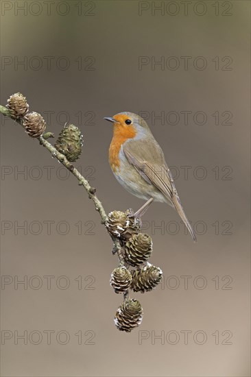 European Robin