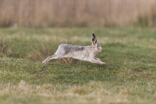 European Hare