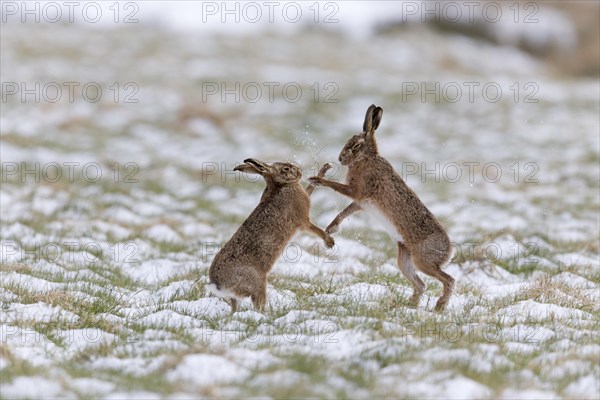 European Hare