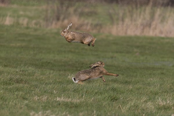 European Hare