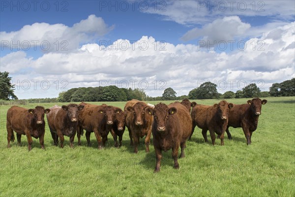 Domestic Cattle