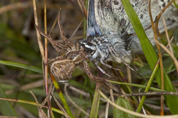 Crab Spider