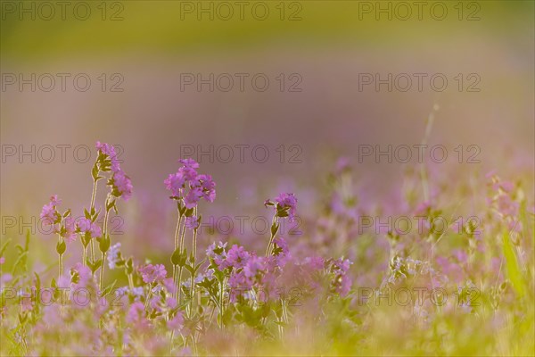 Red Campion