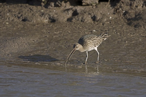 Eurasian Curlew