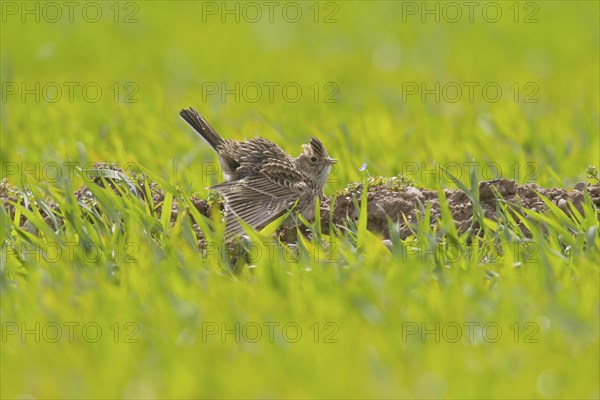 Eurasian Skylark