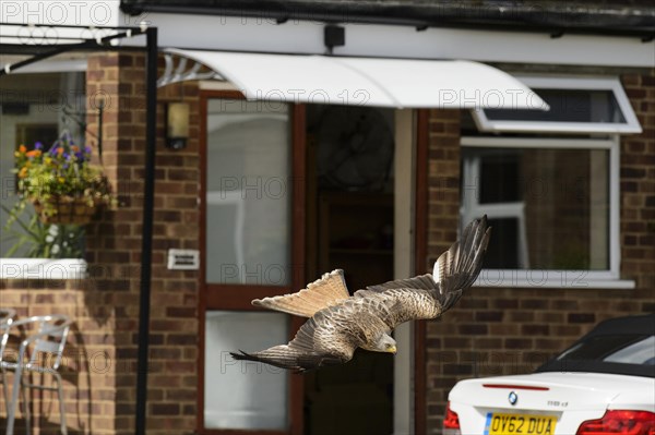 Red Kite