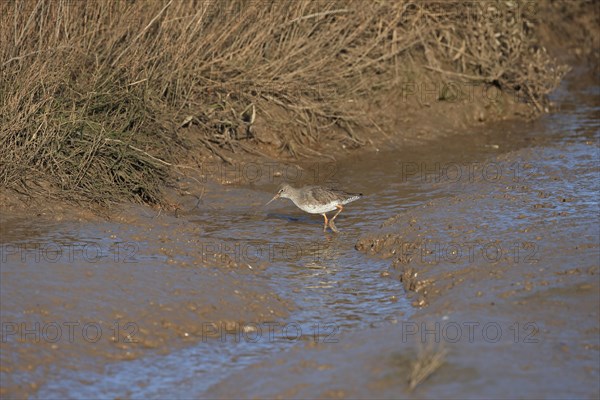 Common Redshank