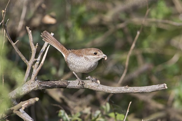 Red-backed Shrike