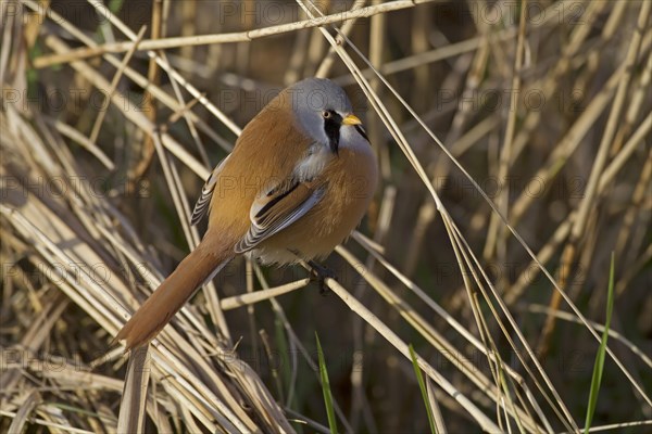 Bearded Tit