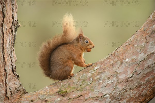 Eurasian Red Squirrel