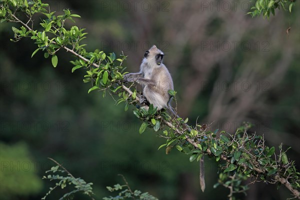 Tufted Grey Langur