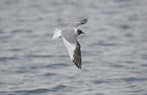 Sabine's Gull
