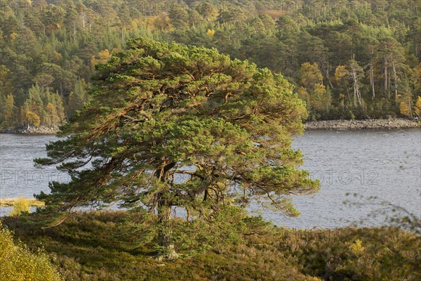 Scots Pine