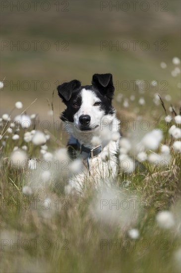 Border collie sheepdog on moorland in among flowering cotton grass. Cumbria