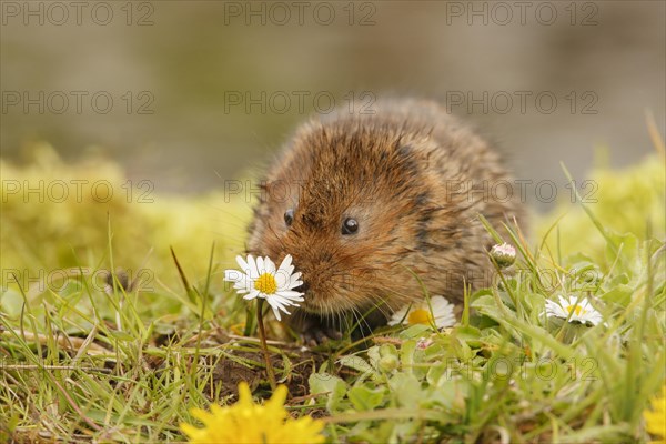 Water Vole