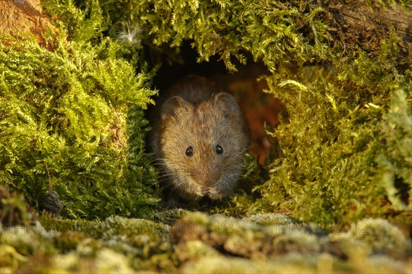 Bank Vole