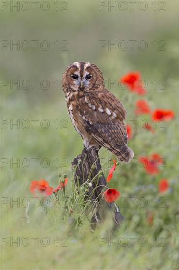 Tawny Owl