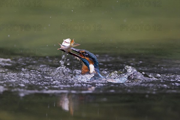 Common Kingfisher