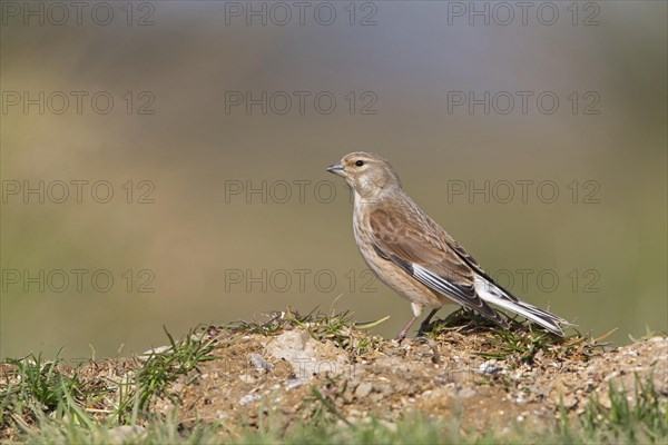 Linnet