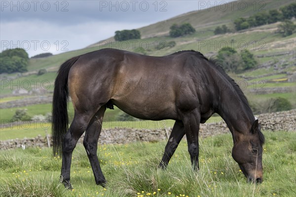 Horse grazing on grass in pasture