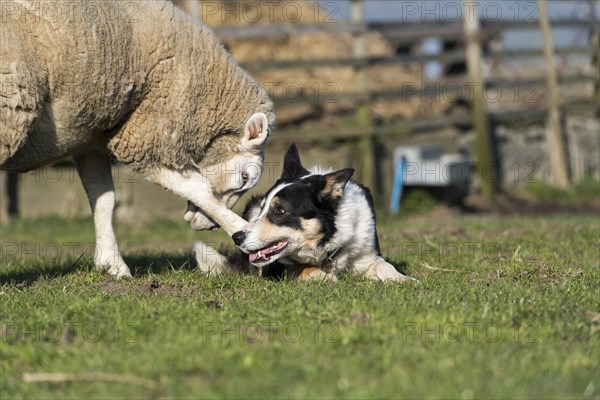 Border collie sheepdog getting attacked by a texel ewe protecting its lamb. North Yorkshire