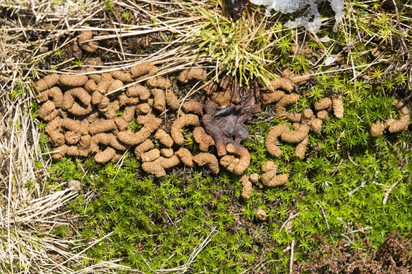 Red Grouse droppings at a roost in among the heather. UK