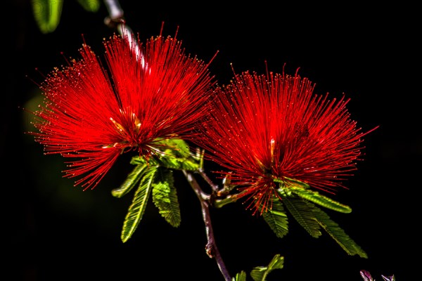 Powder Puff Shrub