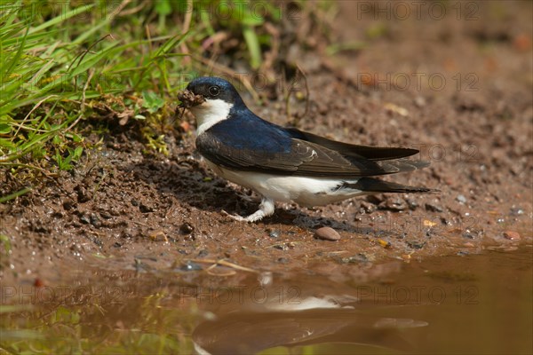 Adult House Martin