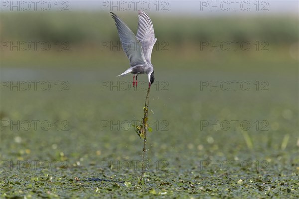 Whiskered Tern