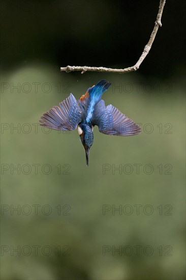 Common Kingfisher