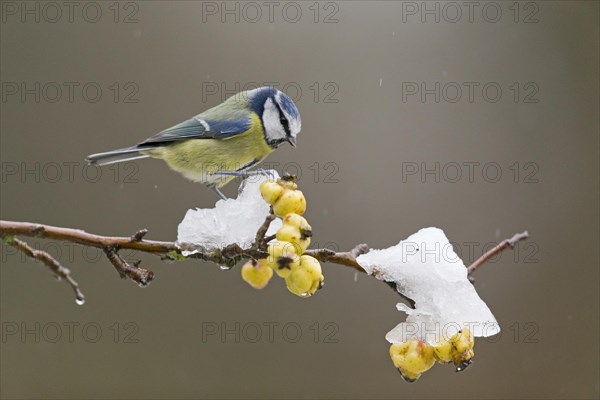 Blue Tit