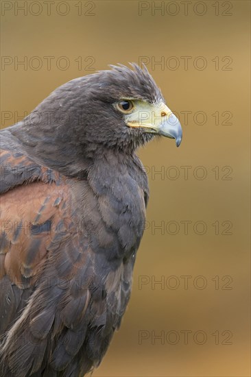 Harris' Hawk