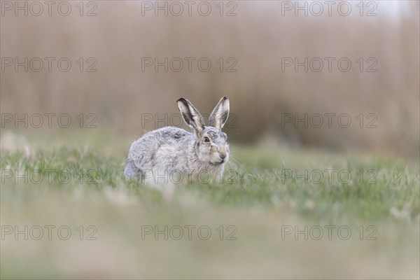 European Hare