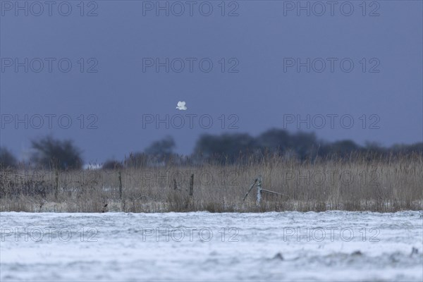 Barn Owl