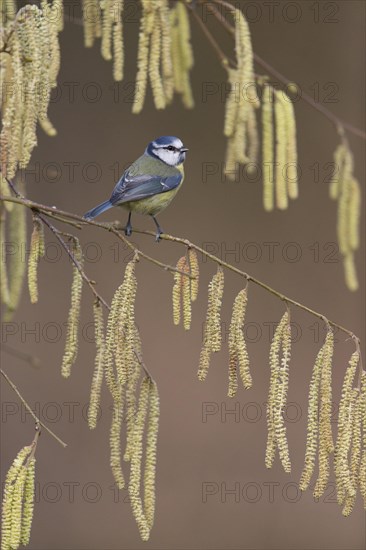 Blue Tit