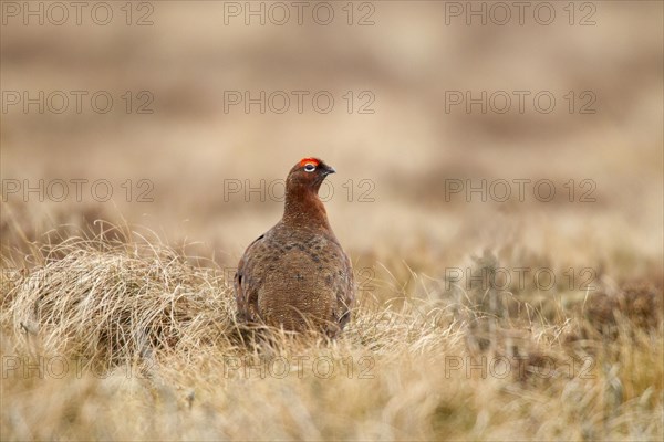 Red Grouse