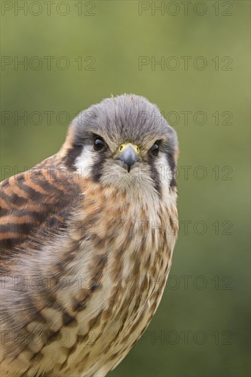 American Kestrel