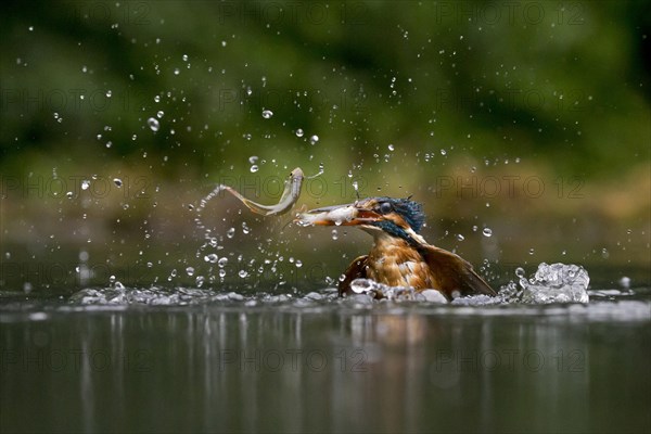 Common Kingfisher