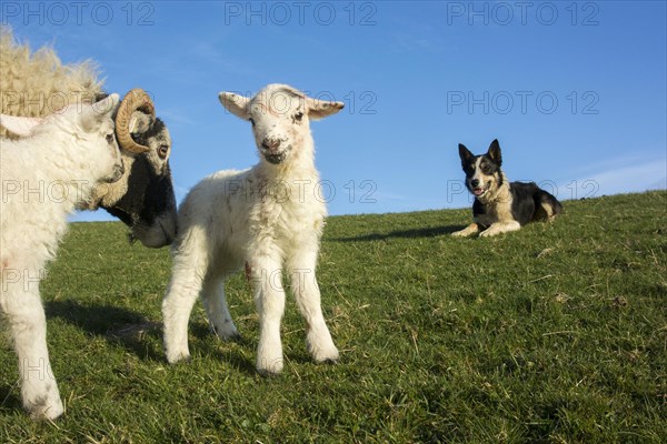 Domestic Sheep