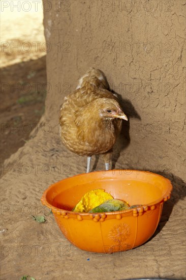 Domestic Chicken